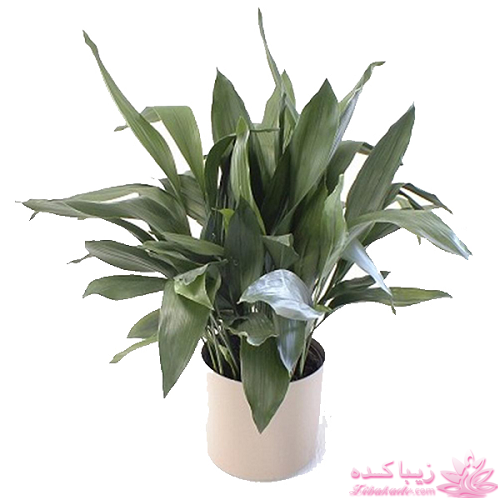 گیاهان آپارتمانی 